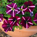 Petunia Crazytunia Star Fruit